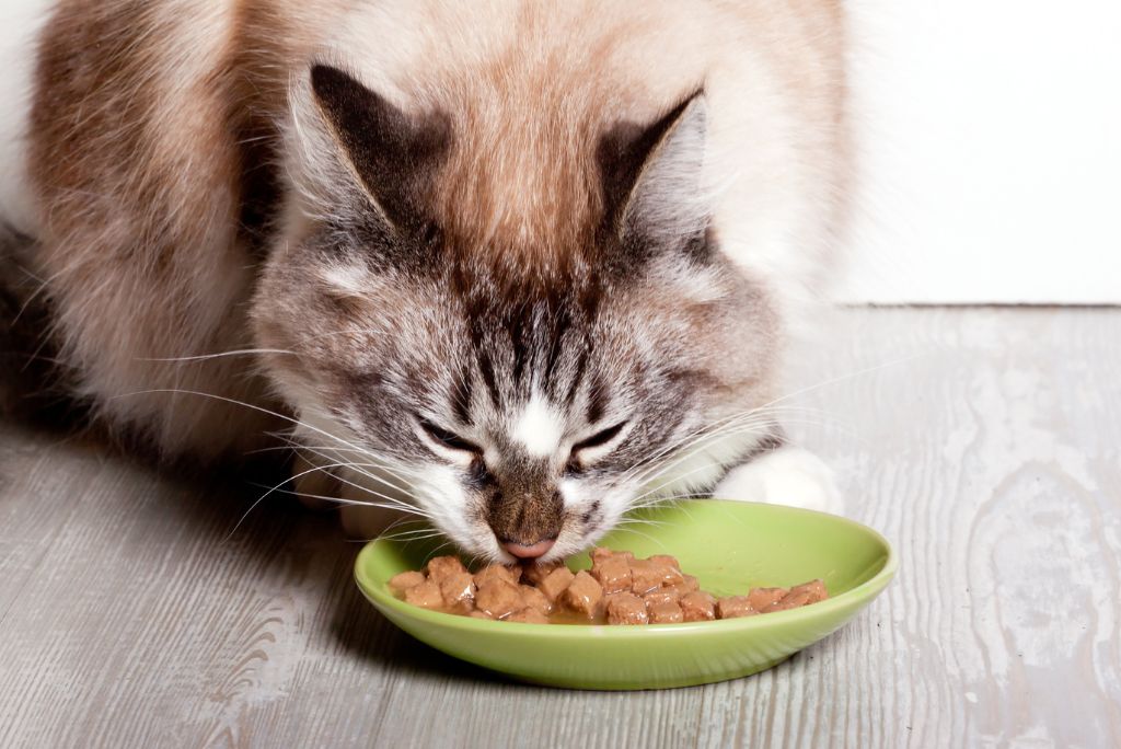 Tips for dealing with a fussy cat