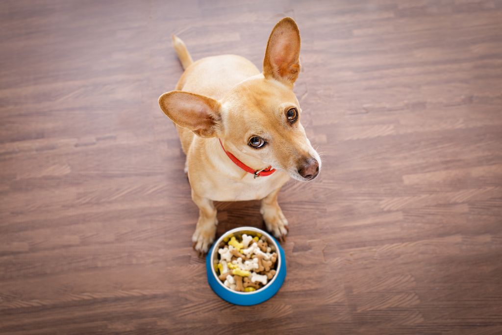 Tips for dealing with a fussy dog