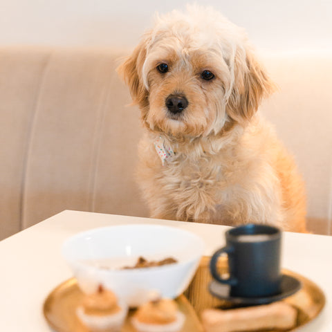 puppies eating cake