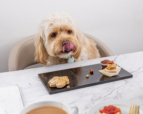 puppies eating cake