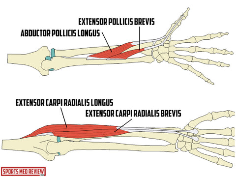 1.tendons associated with De Quervain’s, 2. tendons associated with Intersection Syndrome. Credit: The Sports Medicine Review