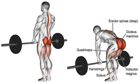 Muscles worked during the Deadlift