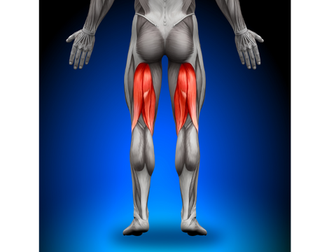 Hamstring anatomy with hamstring muscles highlighted