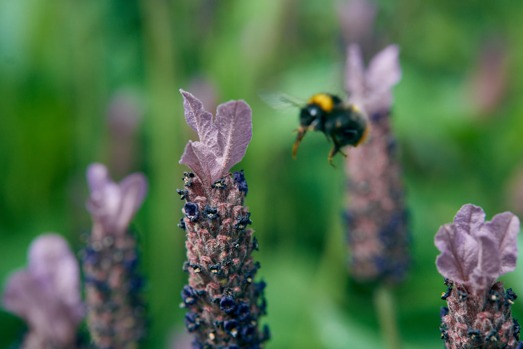 RHS CHELSEA FLOWER SHOW 2021