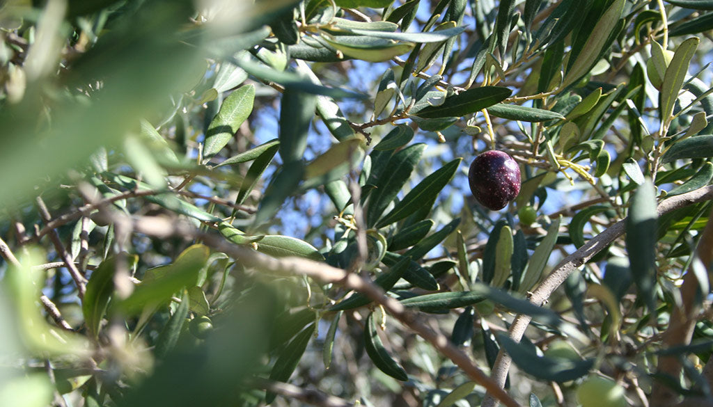 An olive in an olive tree.