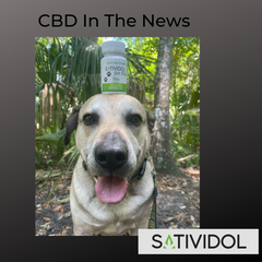 Dogs use CBD to aid in relief of arthritis pain