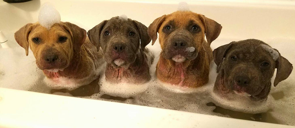 Mange pitbull puppies in bath