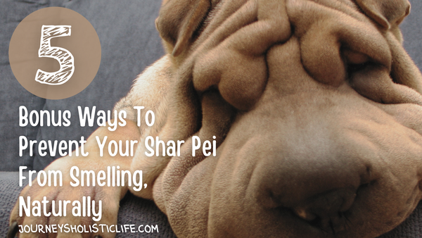 5 Bonus Ways To Prevent Your Shar Pei From Smelling, Naturally