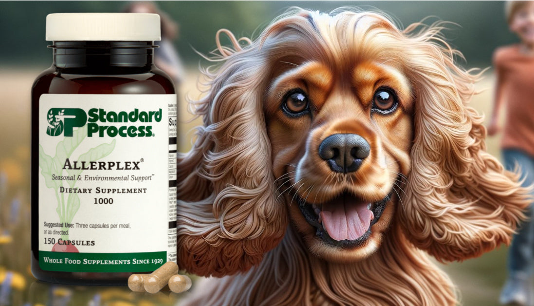 allerplex for dogs standard process