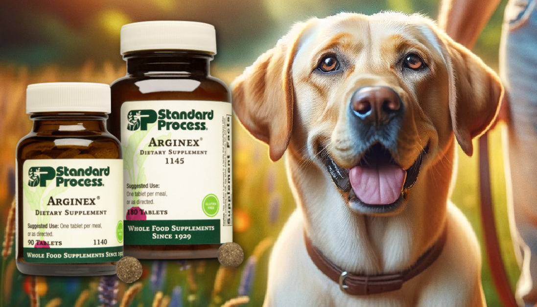 Arginex for dogs