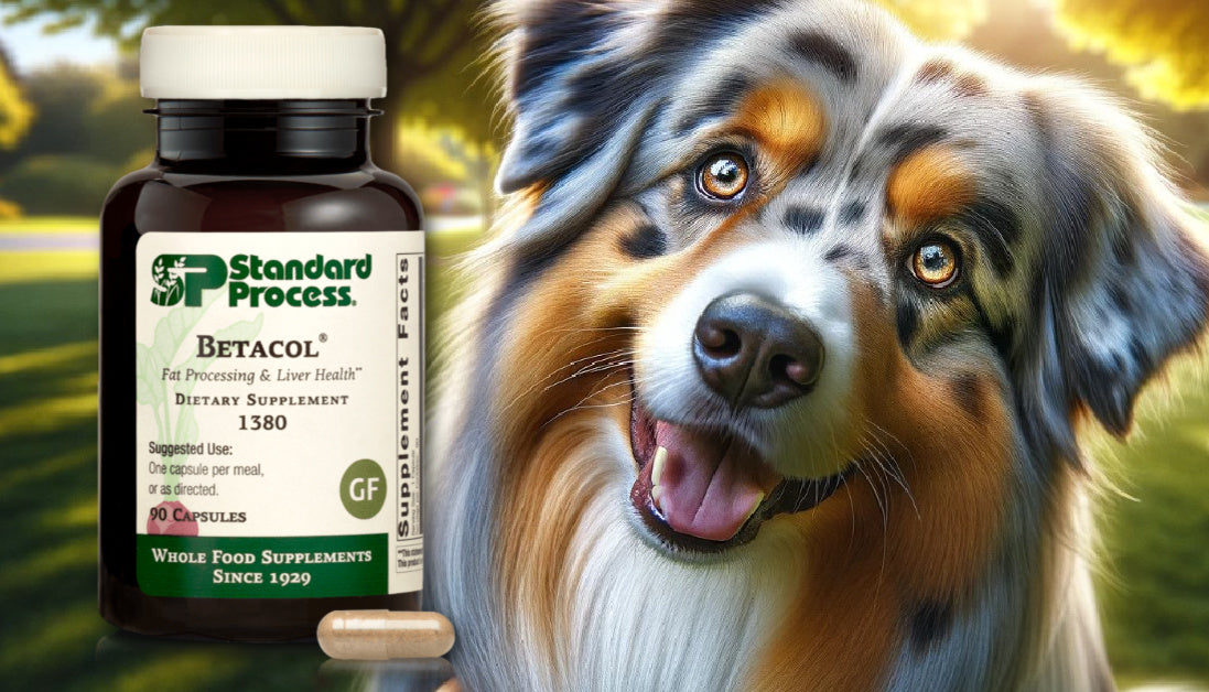 Betacol For Dogs