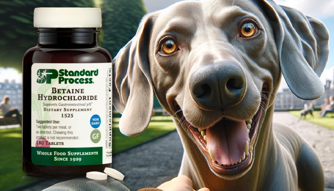 Betaine Hydrochloride for Dogs
