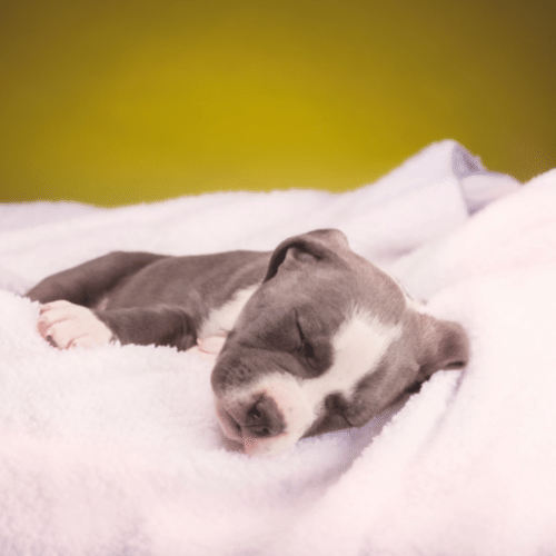 Blue Fawn Pitbull Puppy Sleeping on Bed