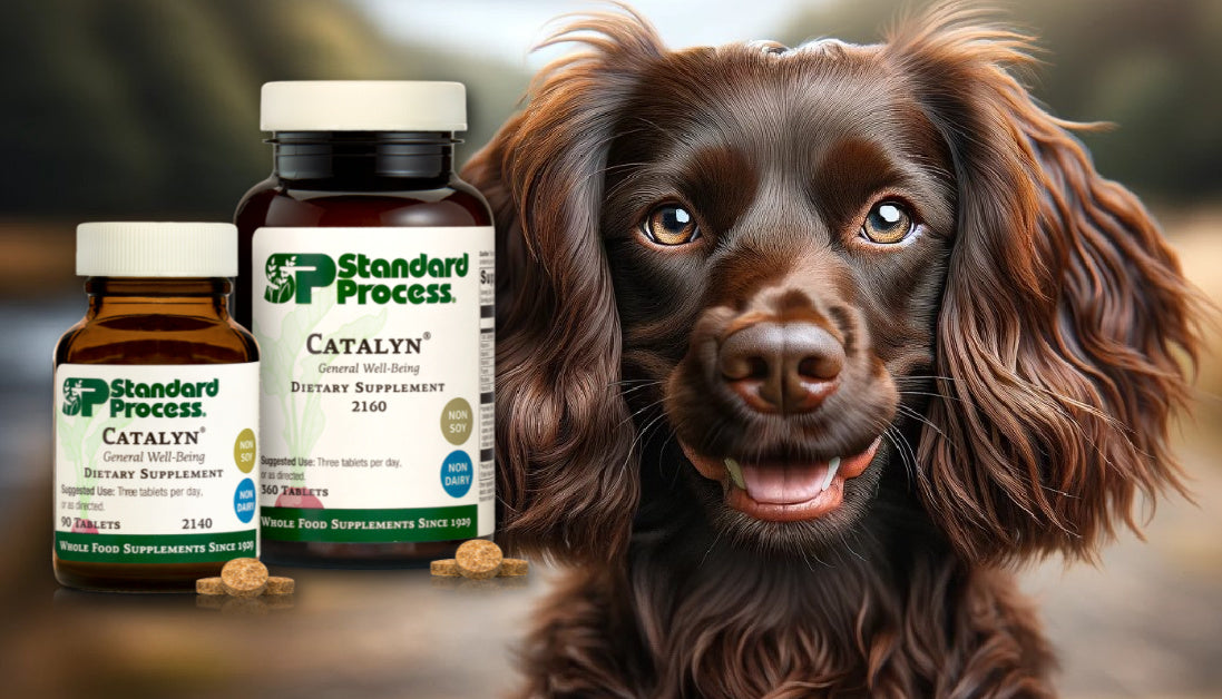 standard process catalyn for dogs