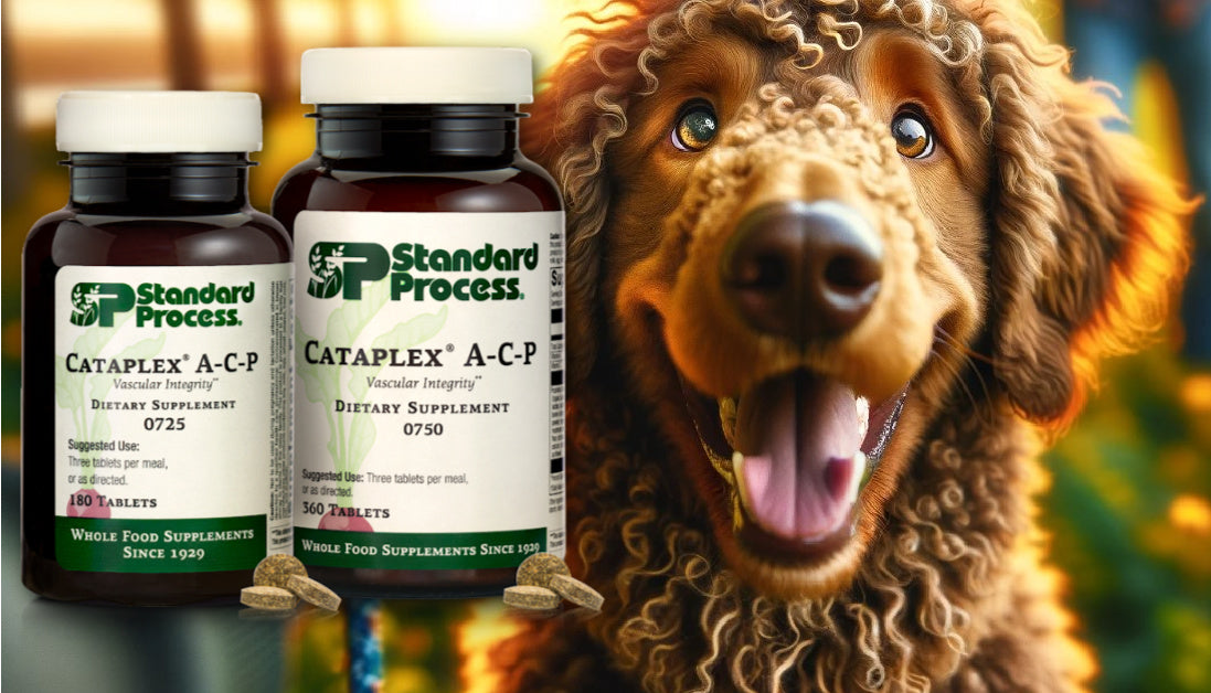 Cataplex A-C-P For Dogs Journeys Holistic Life