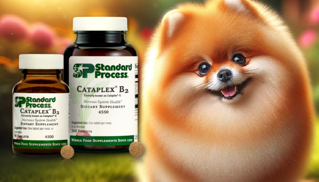 cataplex b2 standard process for dogs