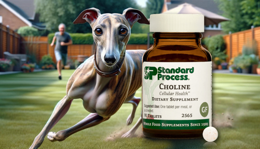 standard process choline for dogs