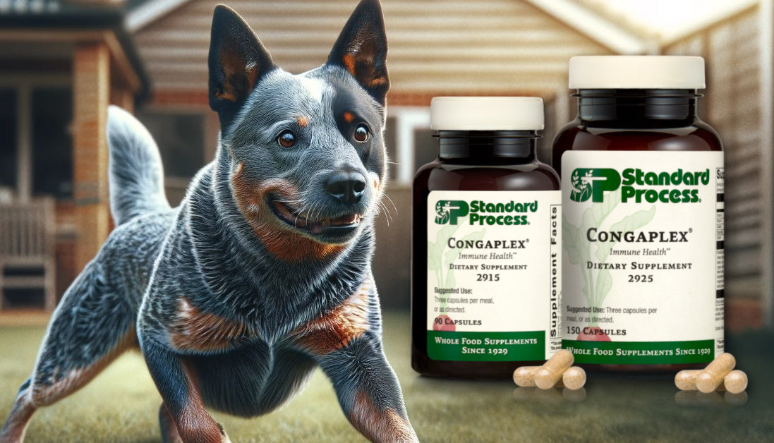 standard process congaplex for dogs