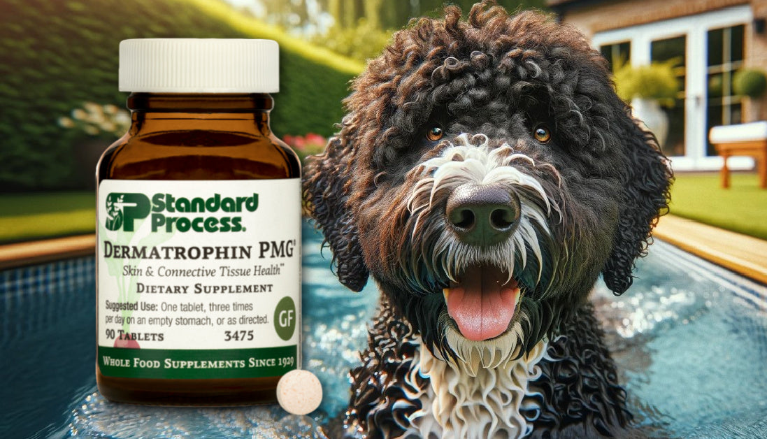 Dermatrophin PMG for Dogs Journeys Holistic Life