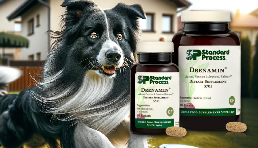 Drenamin for Dogs Journeys Holistic Life