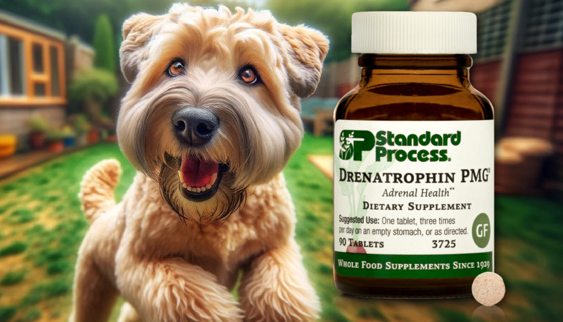 Drenatrophin PMG for Dogs Journeys Holistic Life