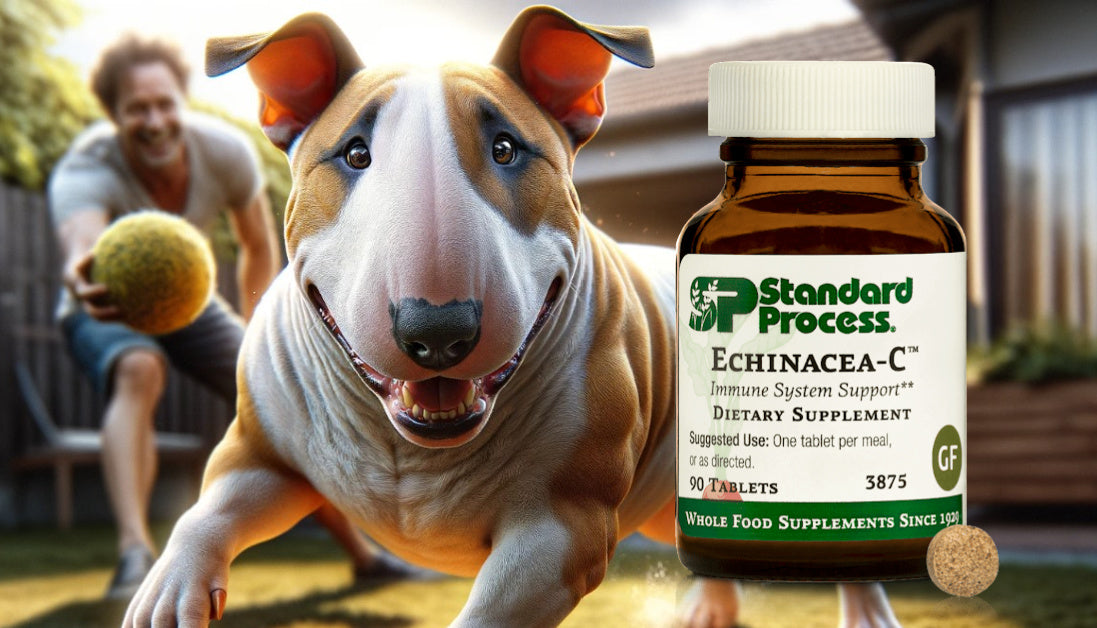 Echinacea for Dogs