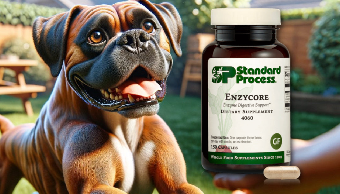 Enzycore for Dogs Journeys Holistic Life