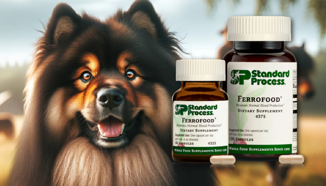 Iron supplement for dogs Ferrofood for Dogs Journeys Holistic Life