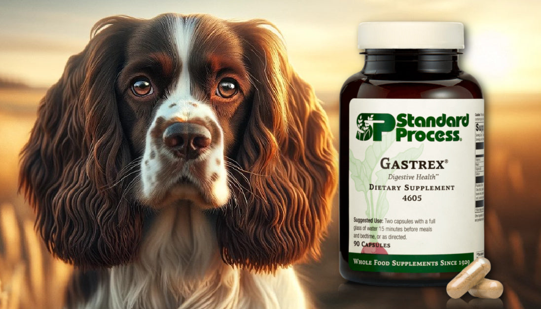 Gastrex For Dogs Journeys Holistic Life