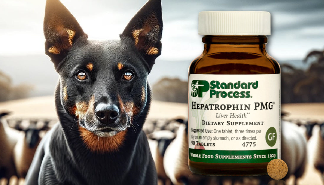 hepatrophin pmg for dogs standard process