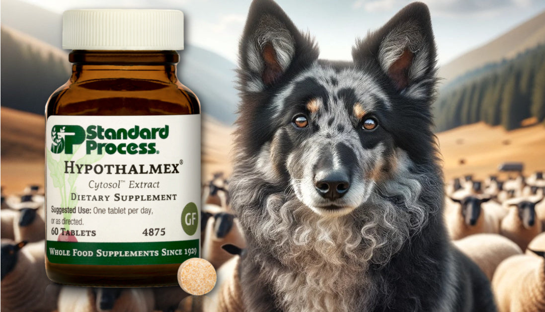 Hypothalmex for Dogs Journeys Holistic Life