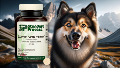 Lactic Acid Yeast for Dogs Journeys Holistic Life