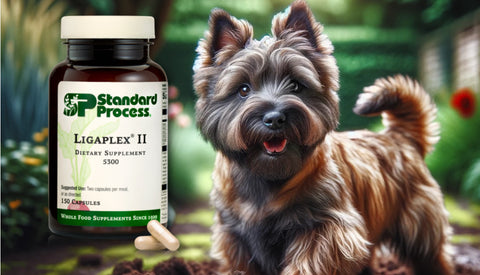 Ligaplex II for Dogs Journeys Holistic Life