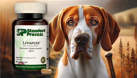 Livaplex for Dogs Journeys Holistic Life