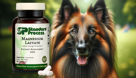 Magnesium Lactate for Dogs Journeys Holistic Life