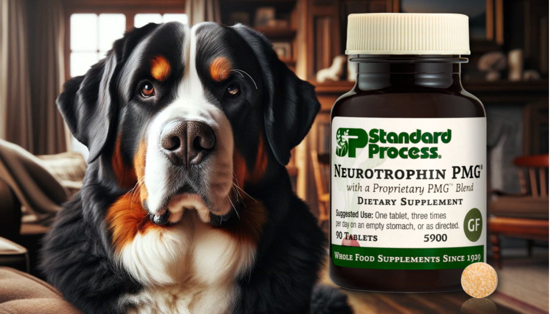 Neurotrophin PMG for Dogs Journeys Holistic Life