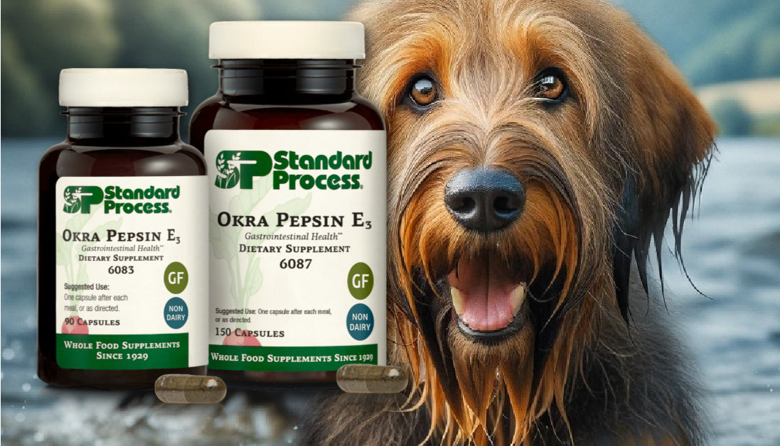 Okra Pepsin for Dogs Journeys Holistic Life