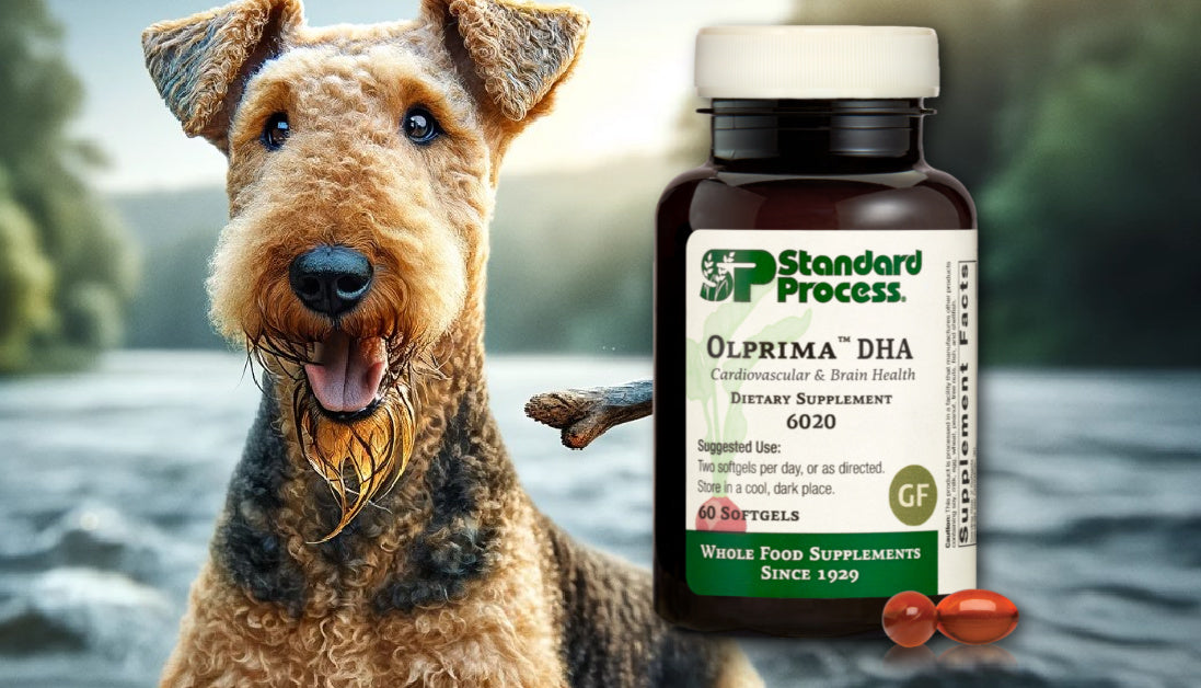 Olprima DHA for Dogs Journeys Holistic Life