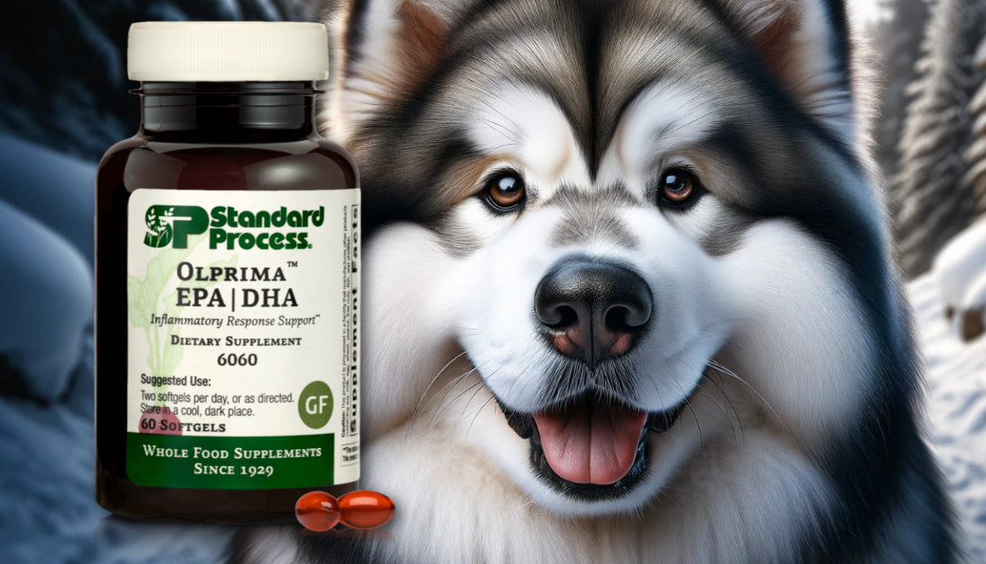 Olprima EPA DHA for Dogs Journeys Holistic Life