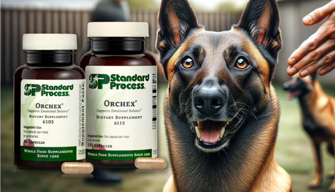 Orchex for Dogs Journeys Holistic Life