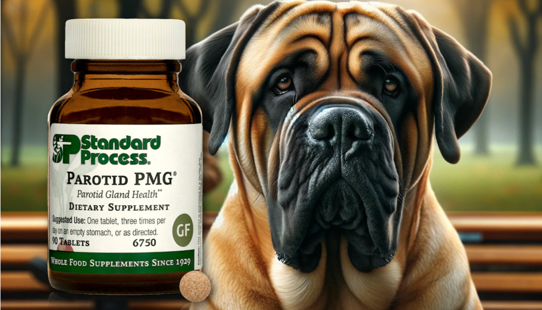 Parotid PMG for Dogs Journeys Holistic Life