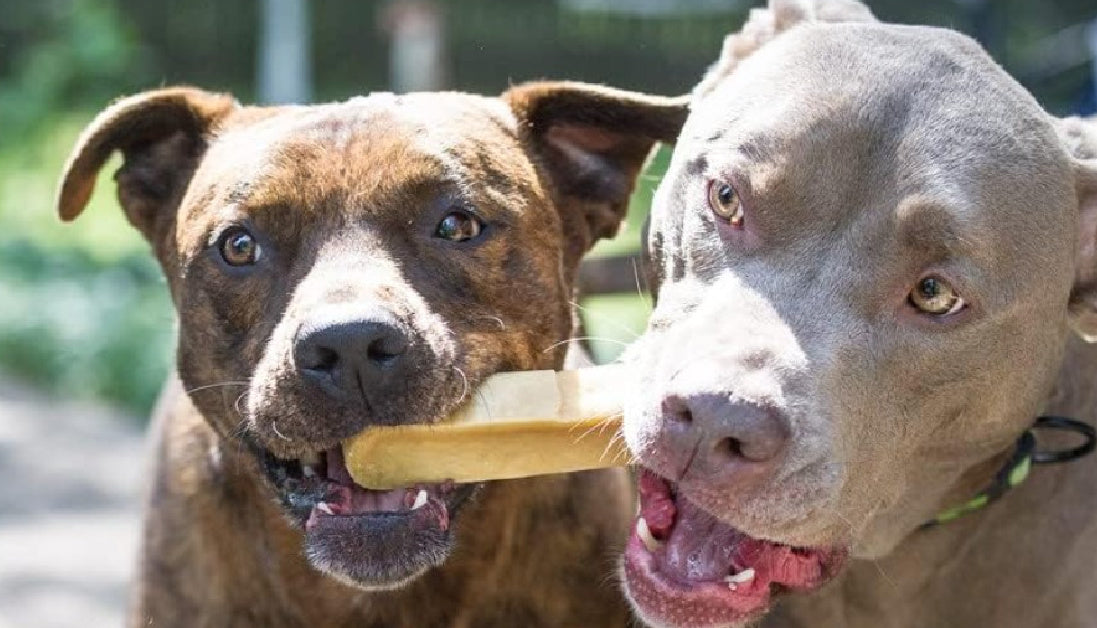 pitbulls with yak chew