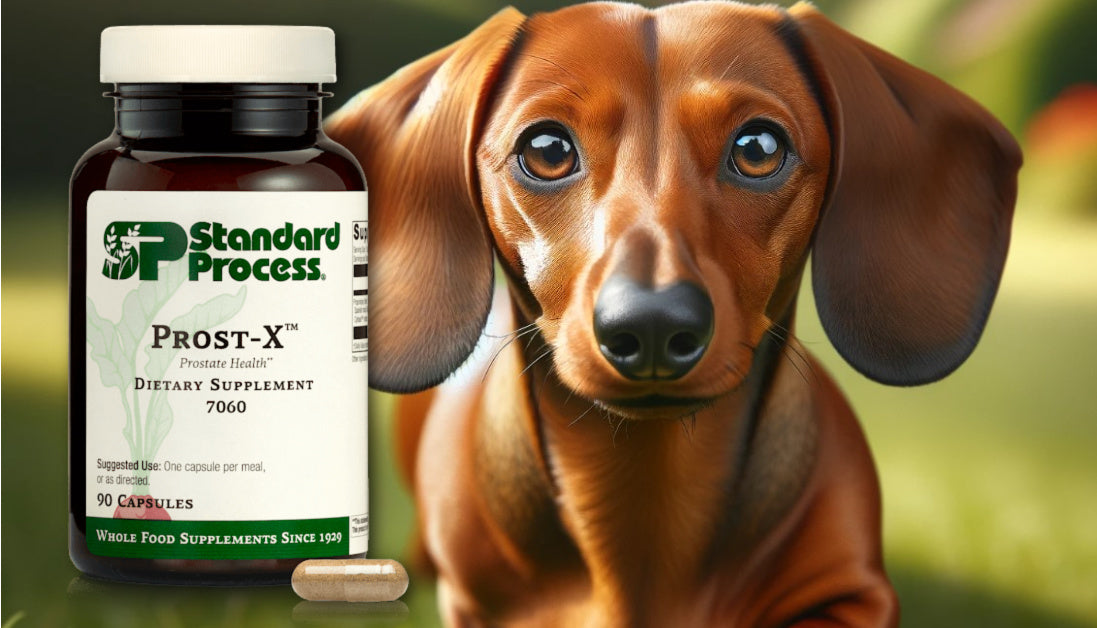 Prost-X for Dogs Journeys Holistic Life