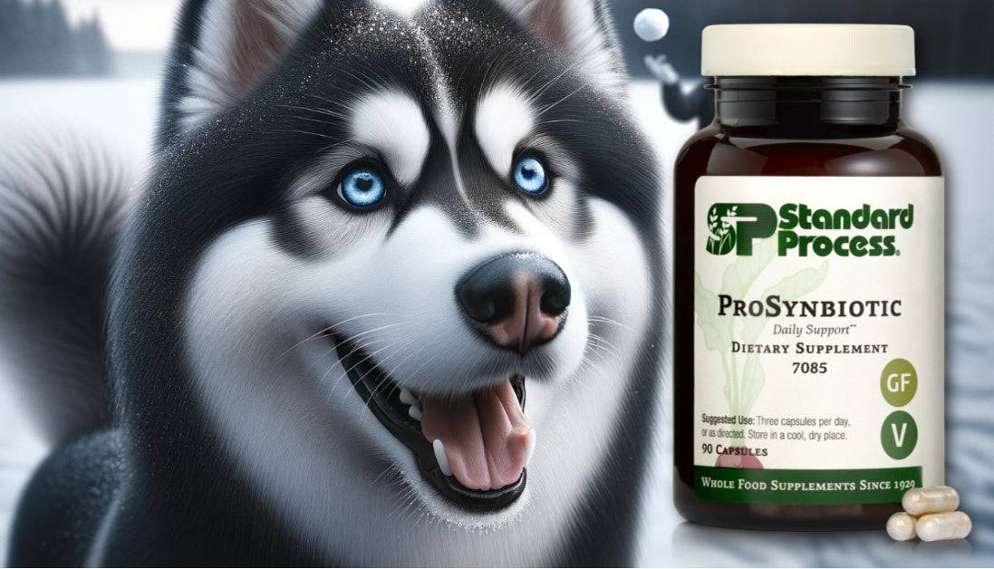 ProSynbiotic for Dogs