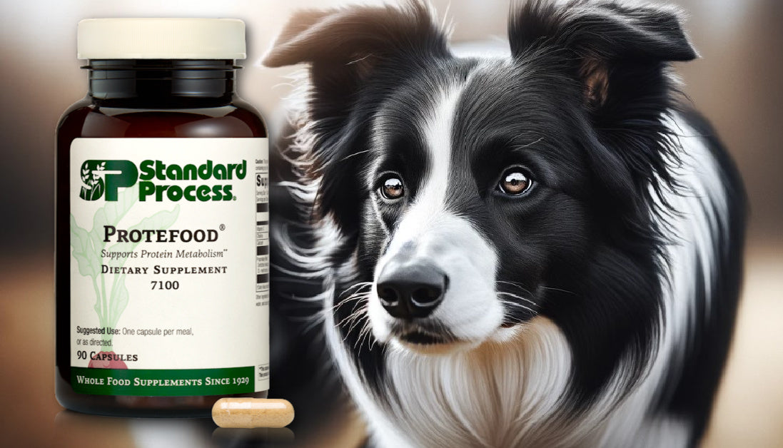 Protefood For Dogs  Journeys Holistic Life