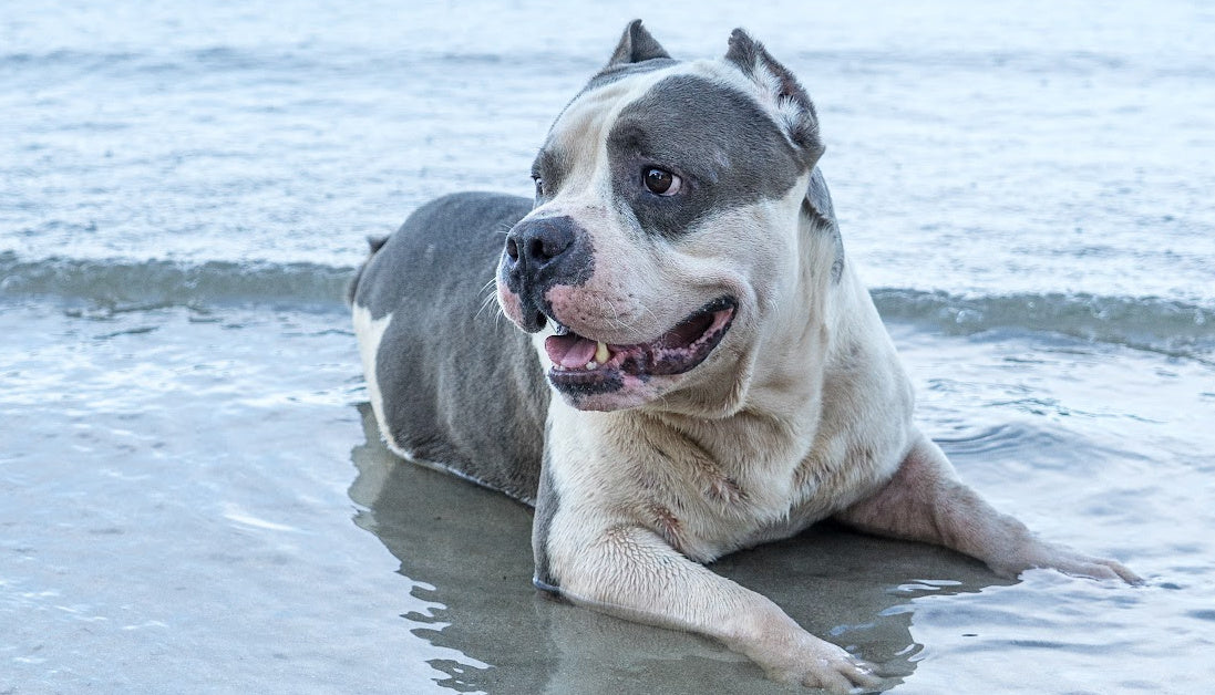 side effects of probiotics in pitbulls