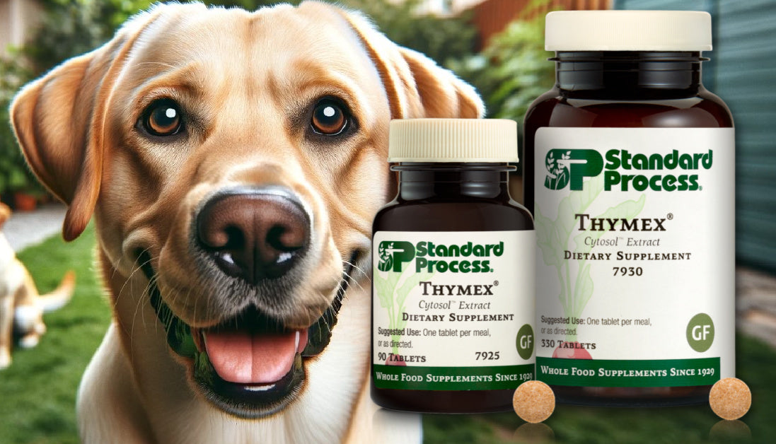 thymex for dogs by standard process