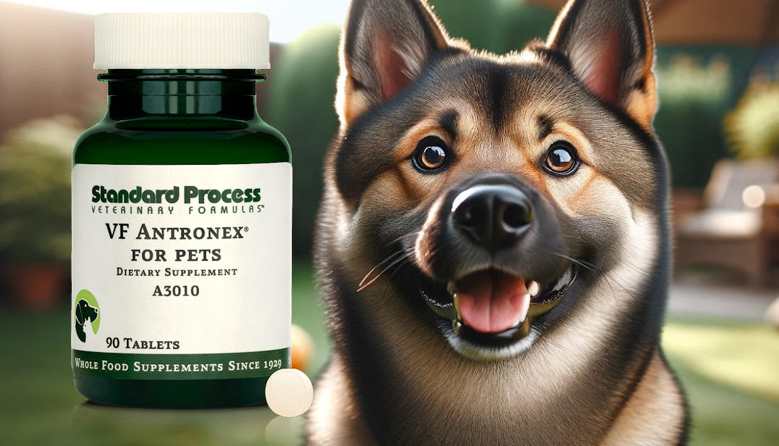 VF antronex for dogs