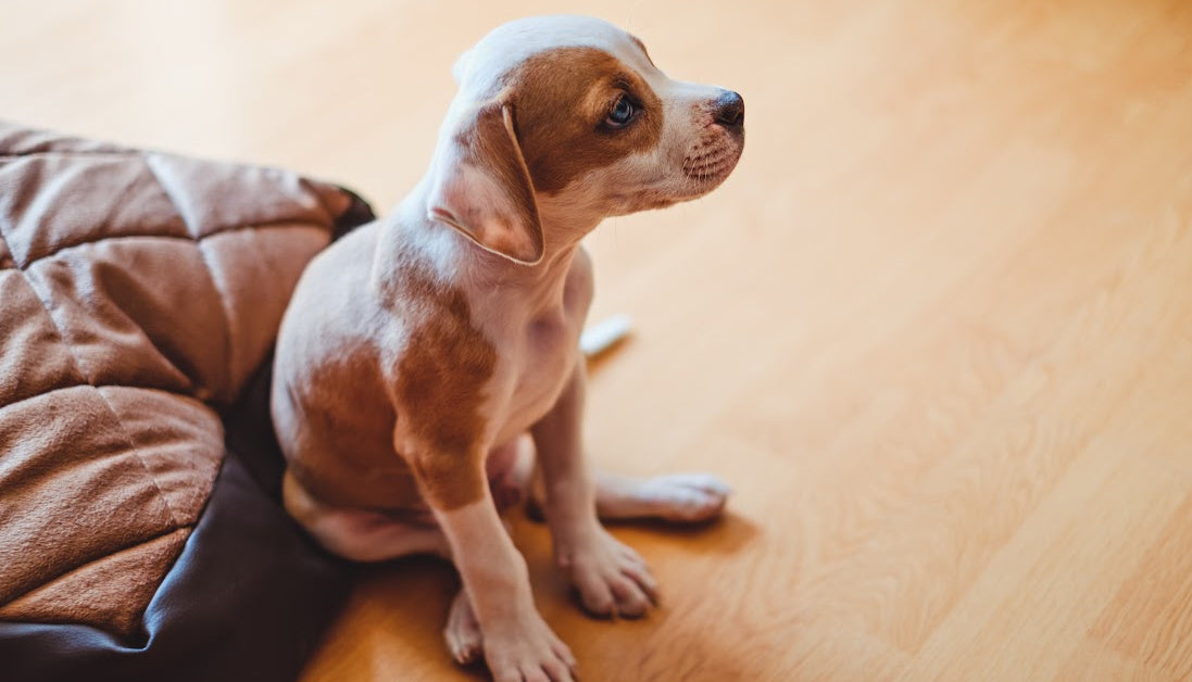 pitbull puppy on bed