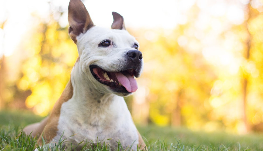 smiling pitbull